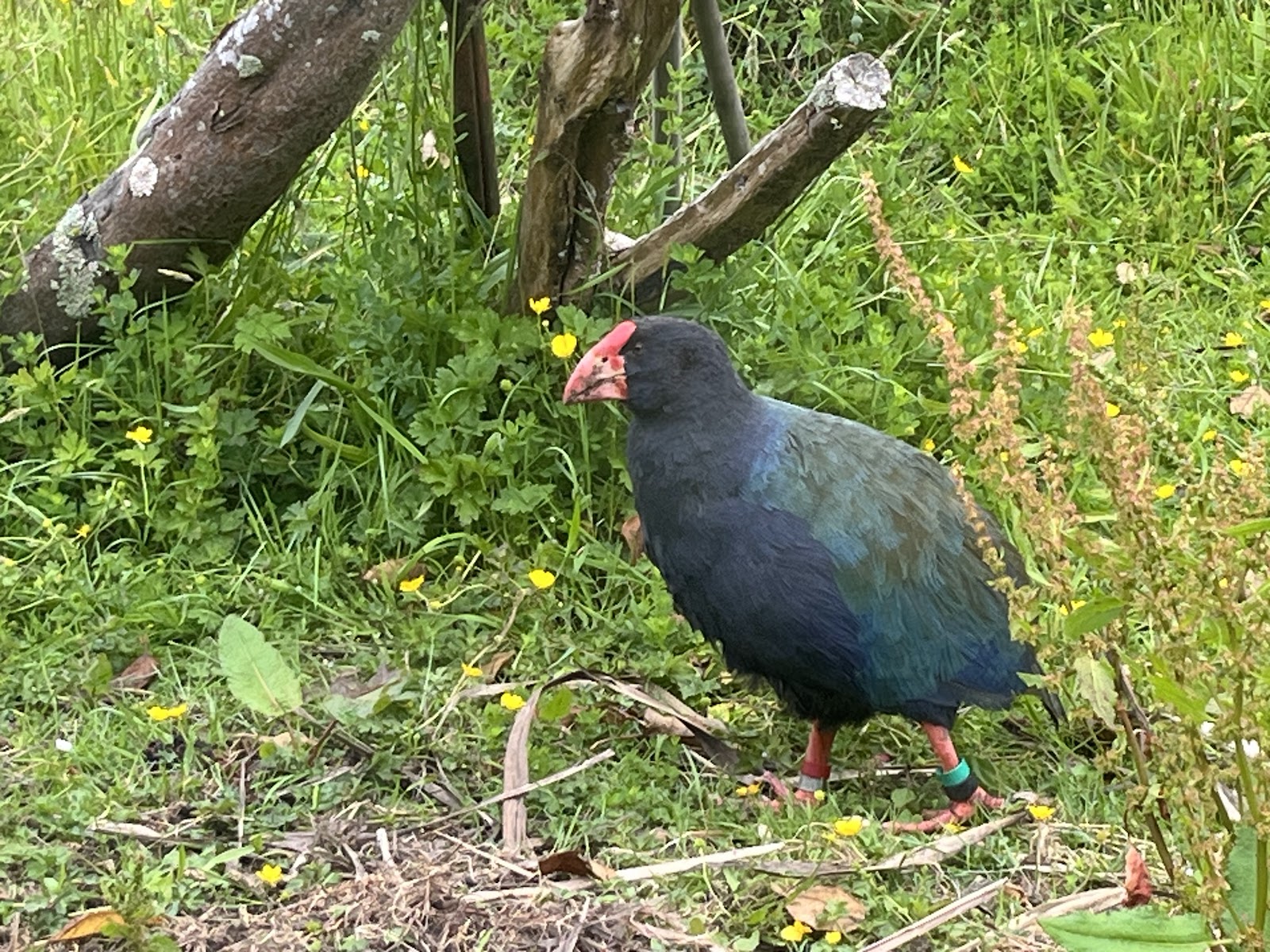 Punanga Manu o Te Anau / Te Anau Bird Sanctuary photo 2