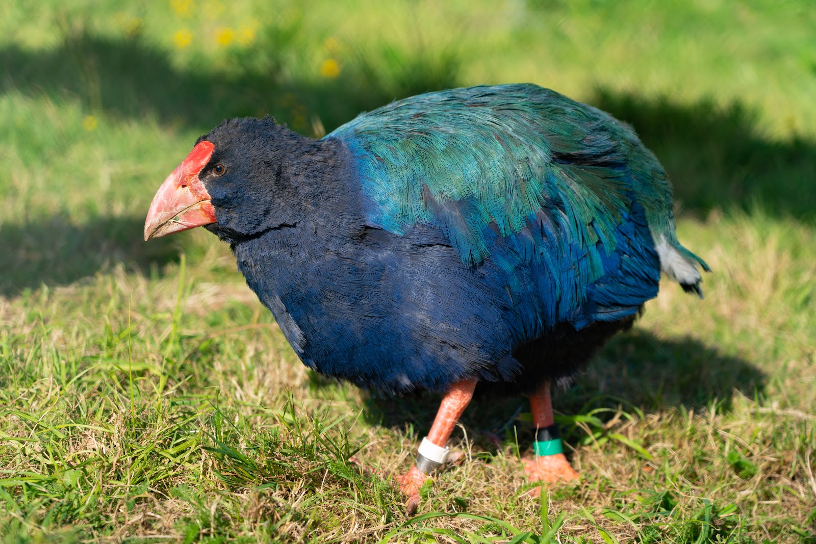 Punanga Manu o Te Anau / Te Anau Bird Sanctuary photo 3