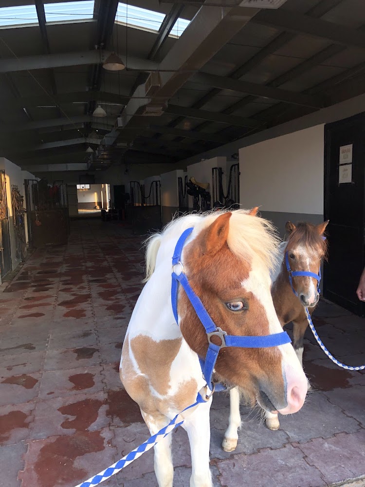 Rabdan Equestrian Club photo 5