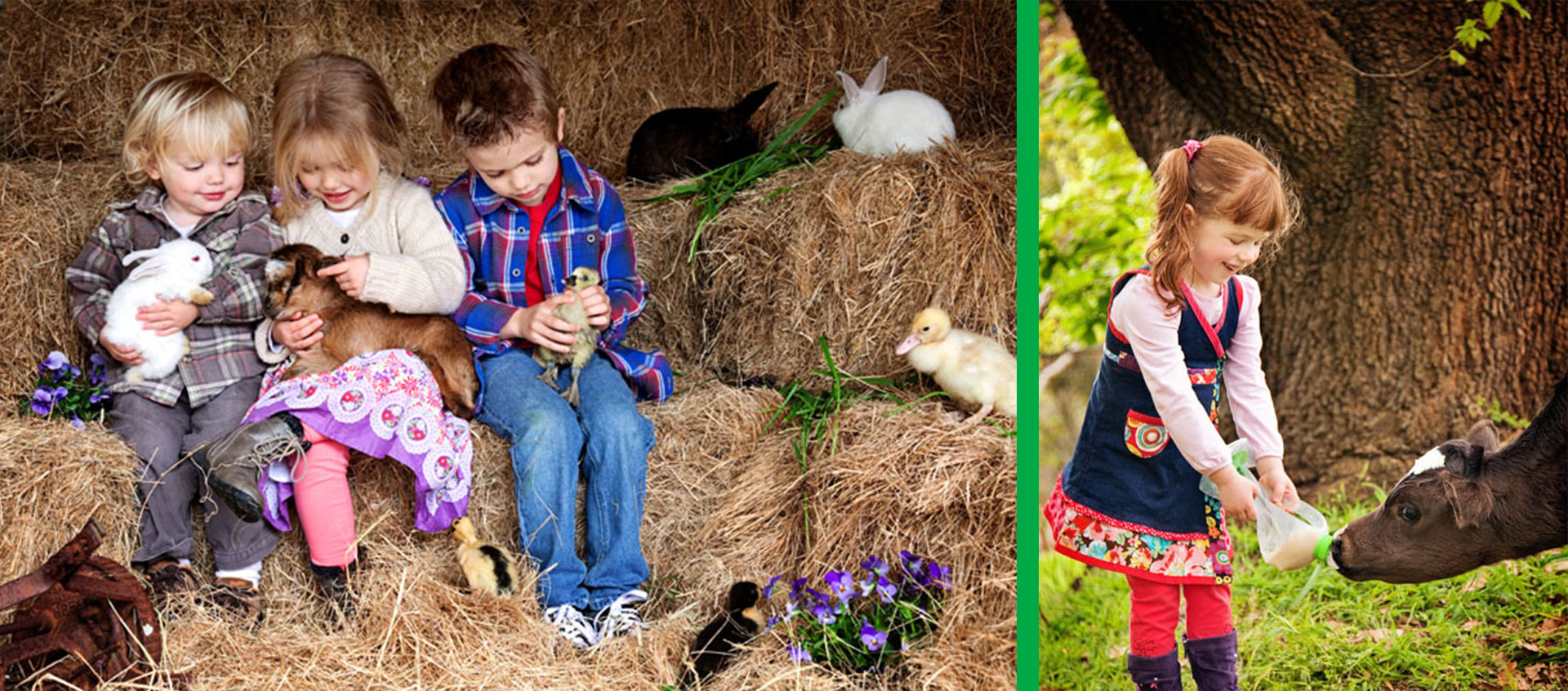 Rain Hayne & Shine Farmyard