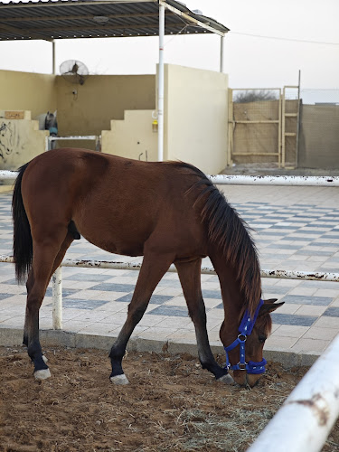 اسطبل العاديات