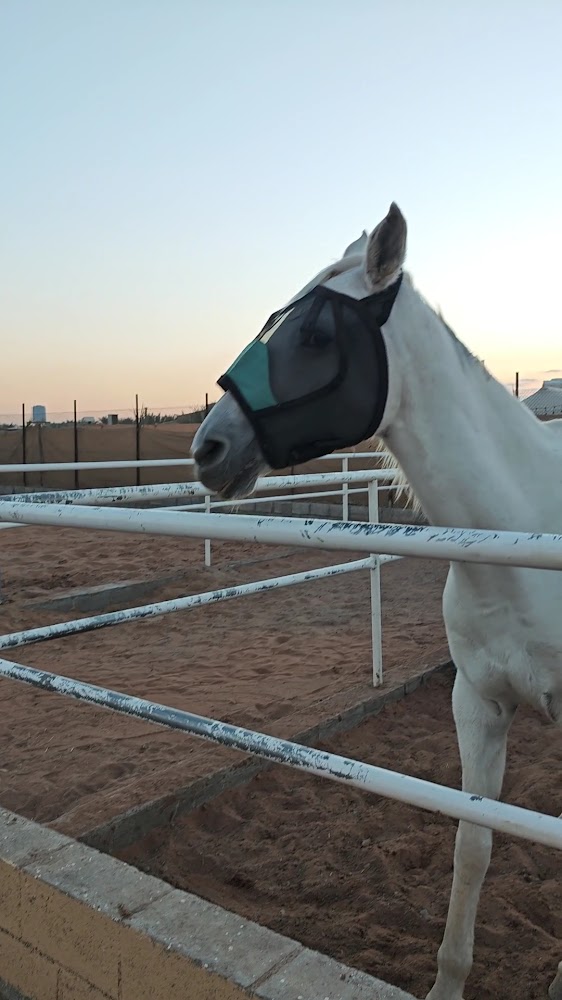 اسطبل العاديات photo 3