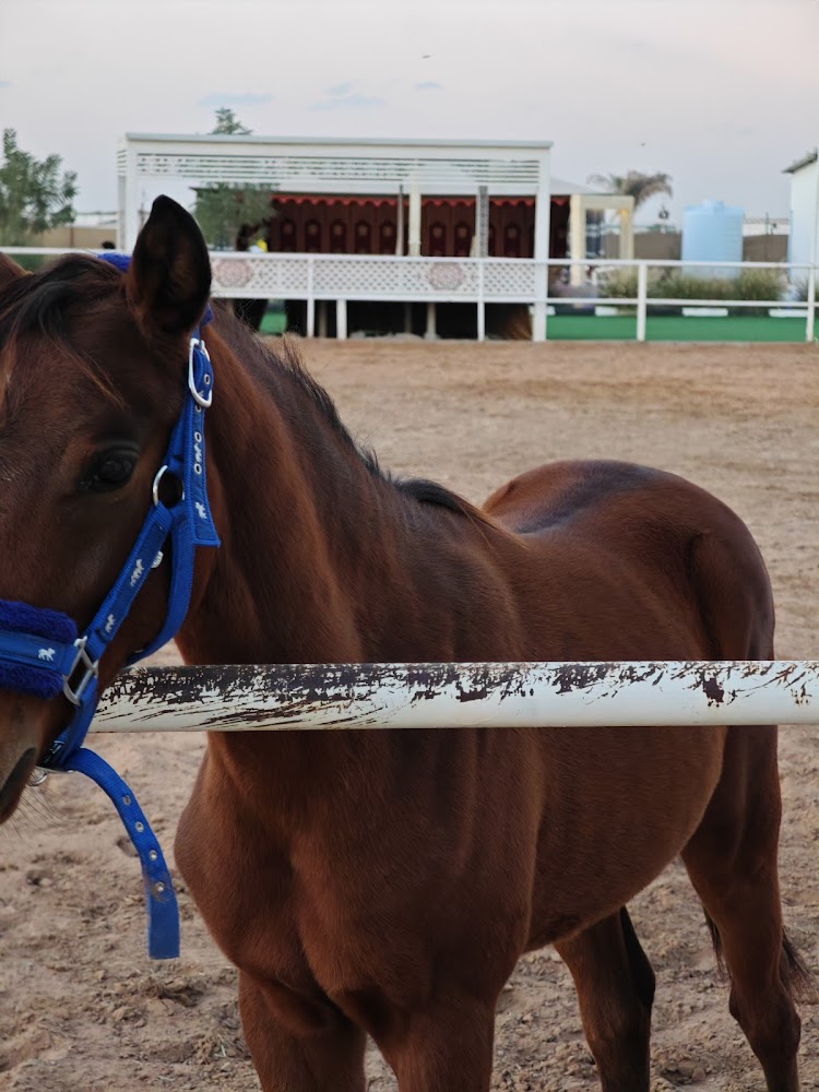 اسطبل العاديات photo 4