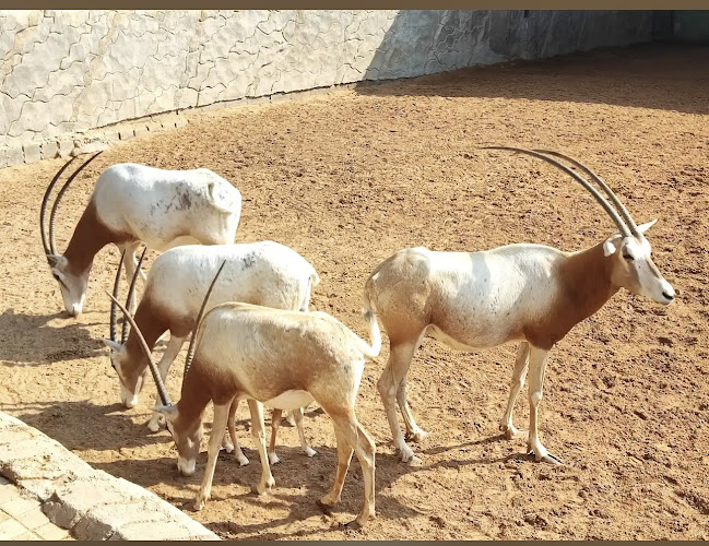 Ras Al Khaimah Zoo