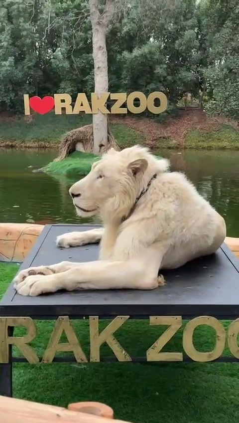 Ras Al Khaimah Zoo photo 3