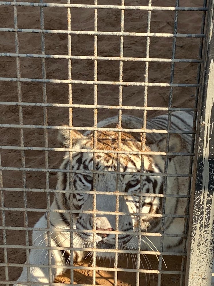 Ras Al Khaimah Zoo photo 4