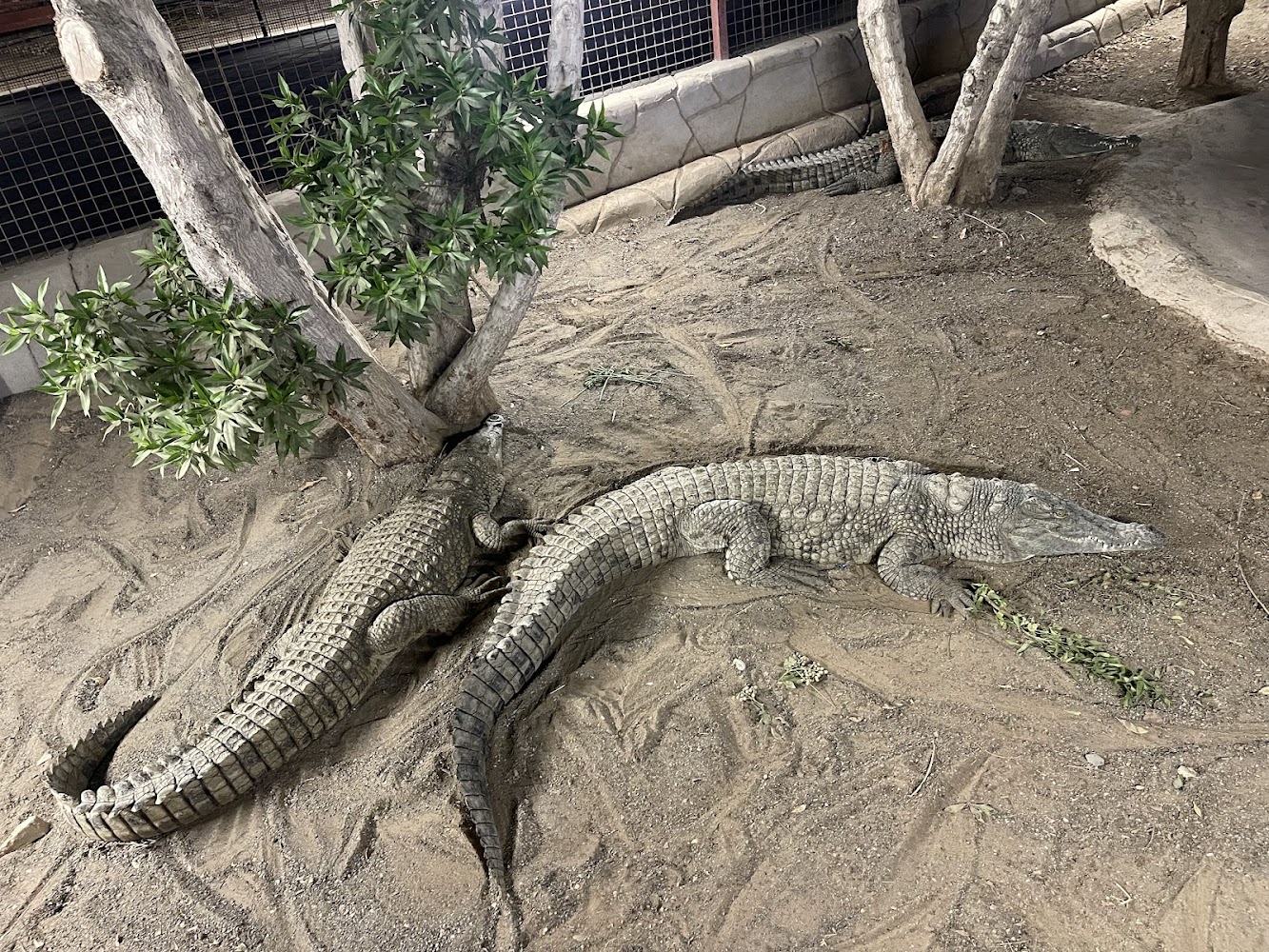 Ras Al Khaimah Zoo photo 5