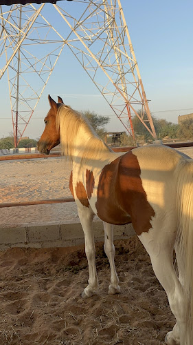 اسطبل رسن للسيدات Rasan ladies stable