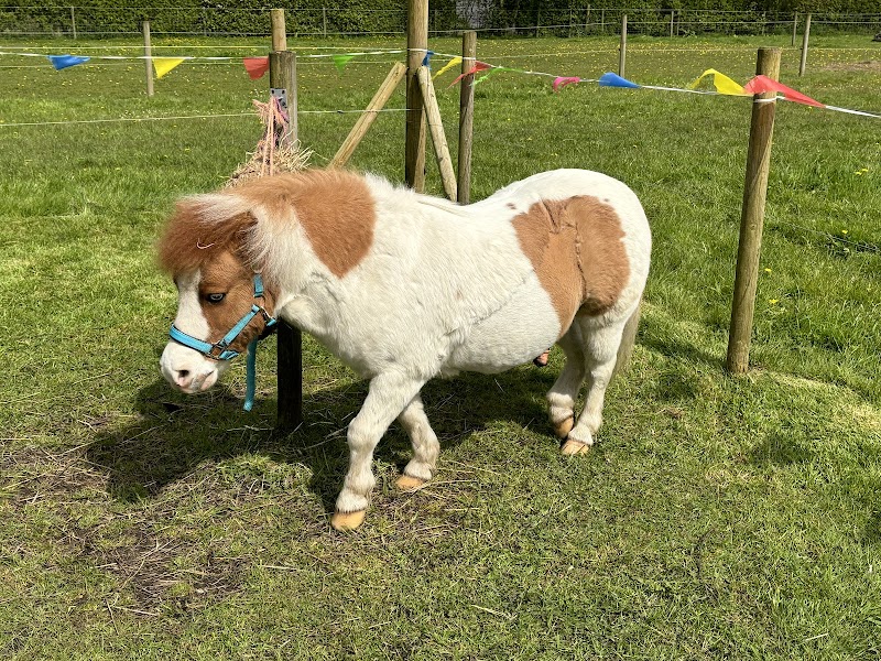 Raspberry Fields Pony Parties | Warrington | Cheshire photo 2