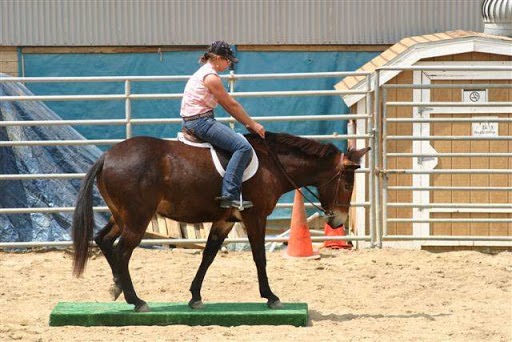 Ravensview Ranch