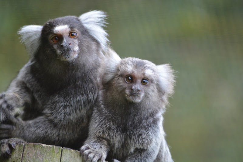 Photo of Reaseheath Mini Zoo in North West