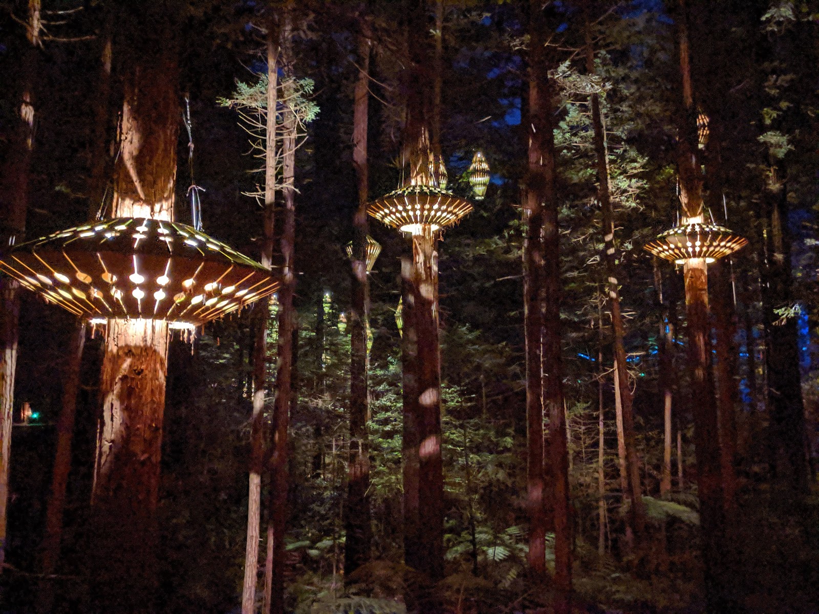 Redwoods Treewalk photo 3