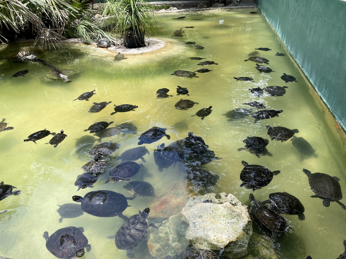 Reptile World Serpentarium photo 2