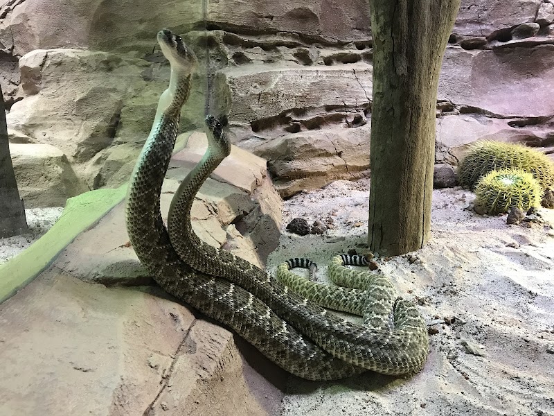 RepTopia (Singapore Zoo)