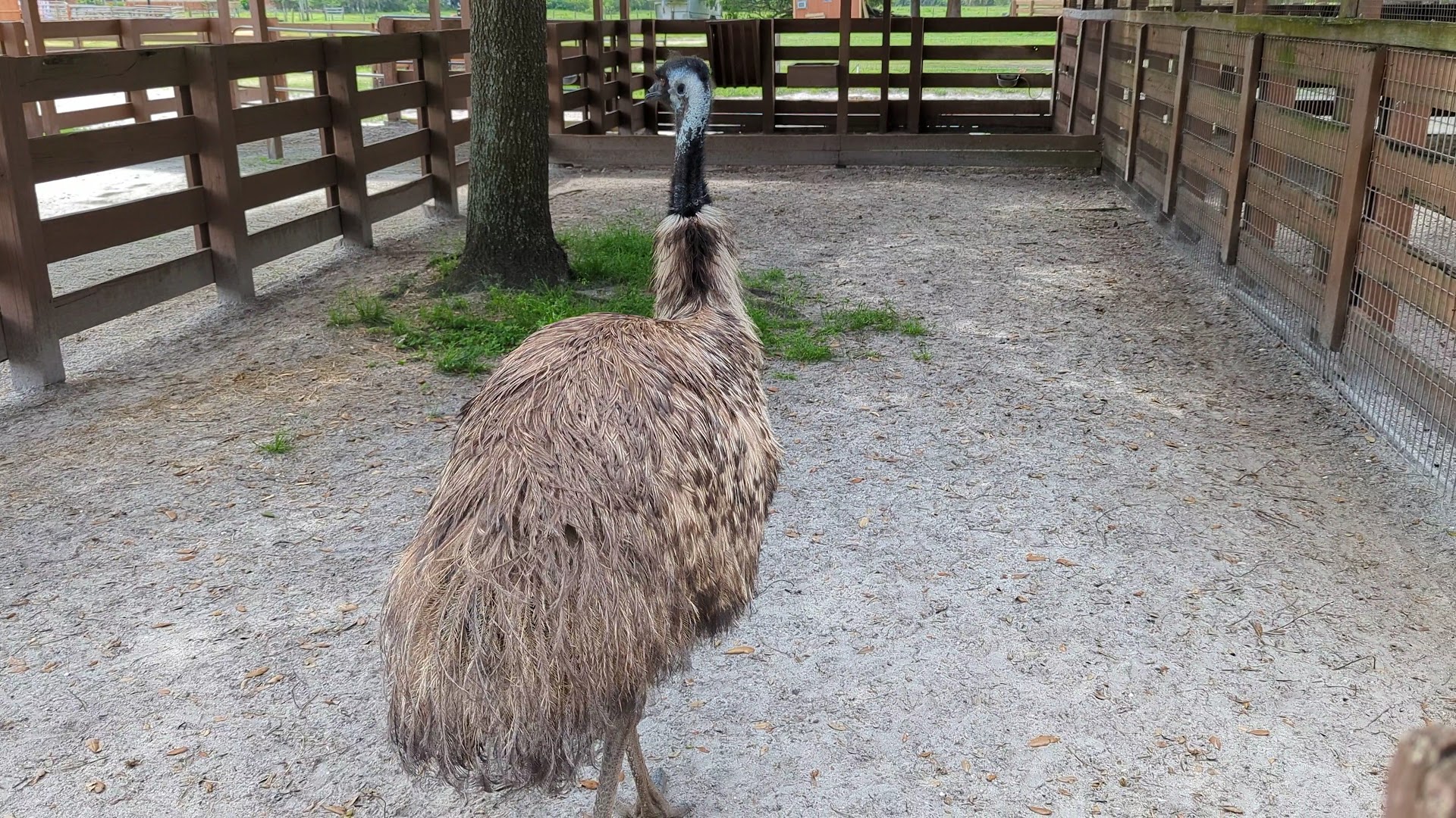 River Ranch Petting Farm photo 2