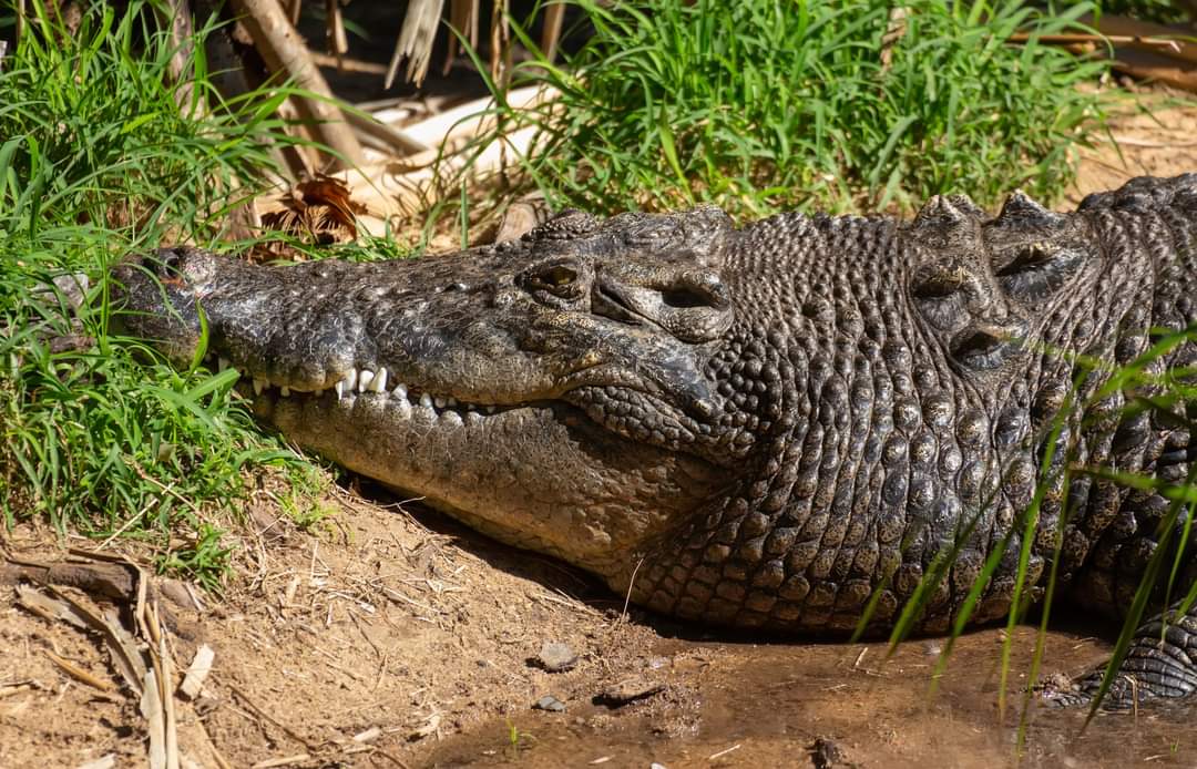 Rockhampton Zoo photo 3