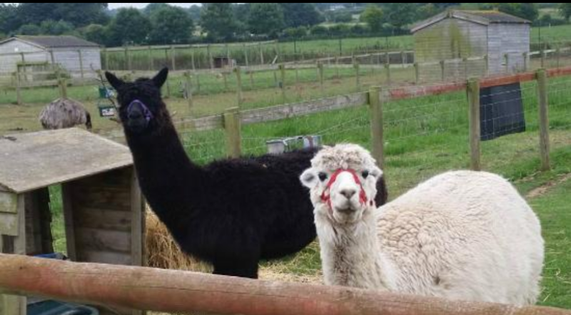 Rodbaston Animal Zone