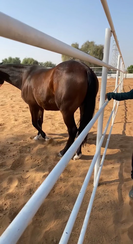 ROMANO EQUESTRIAN CLUB photo 3