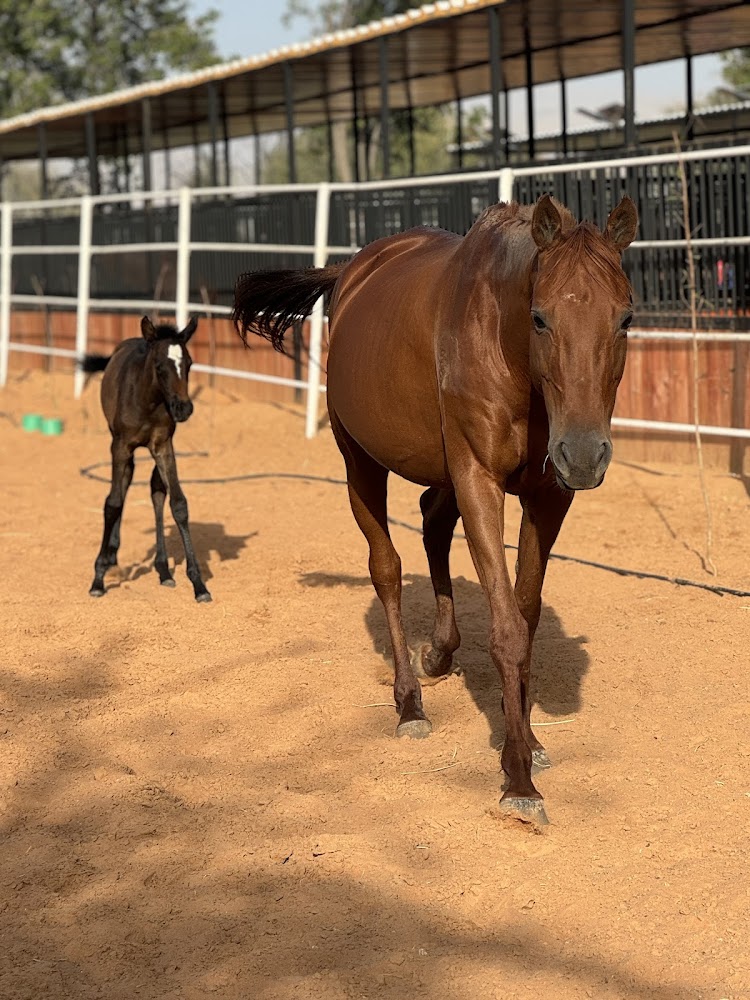ROMANO EQUESTRIAN CLUB photo 4