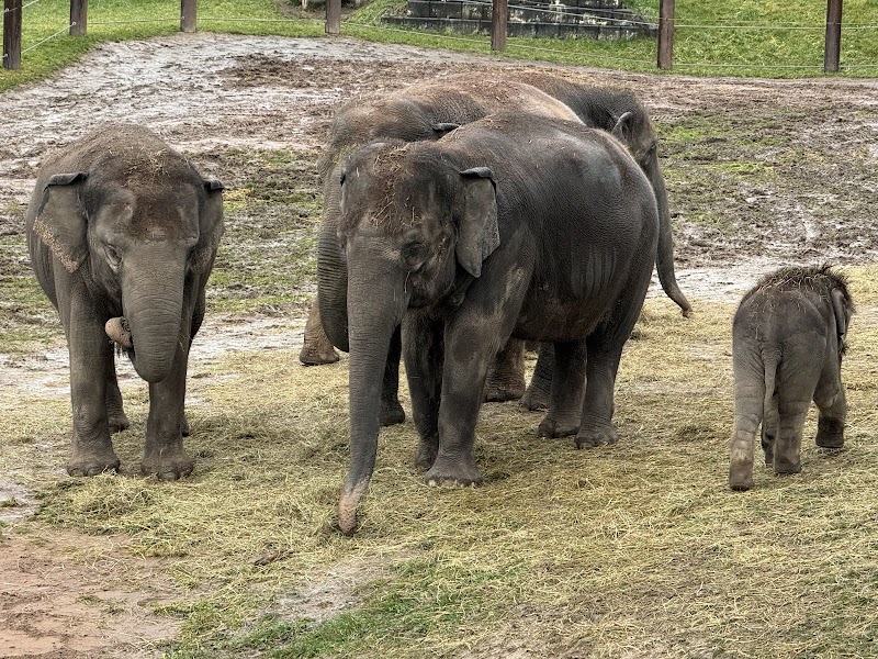 Rosamond Gifford Zoo photo 3