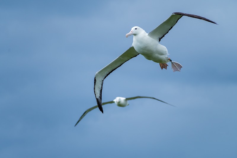 Royal Albatross Centre photo 3