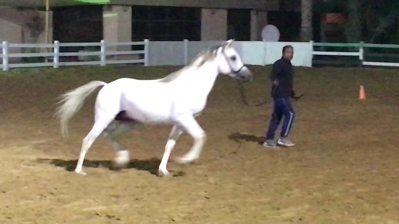 Royal Desert Stables photo 3