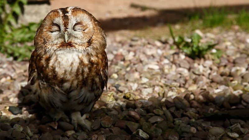 RSPCA Stapeley Grange Wildlife Centre