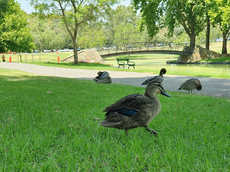 Rymill Park (Park 14) photo 2