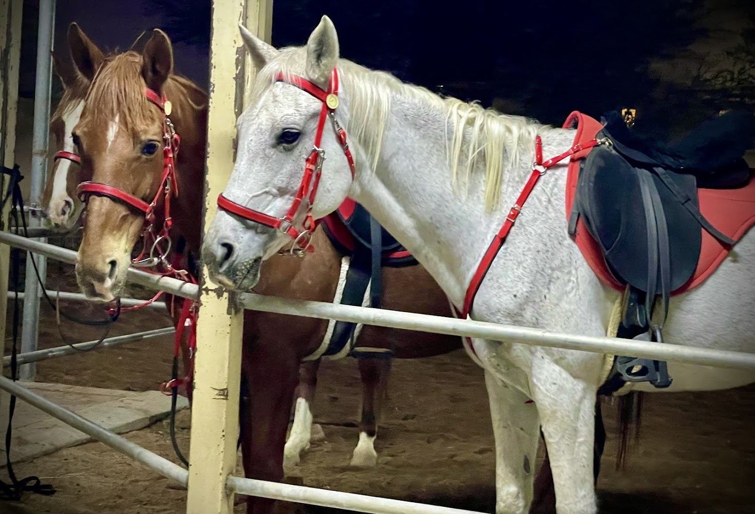 Saeed Aldharif STABLES photo 4