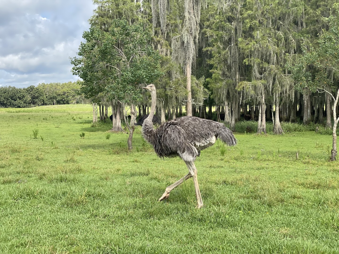 Safari Wilderness photo 2