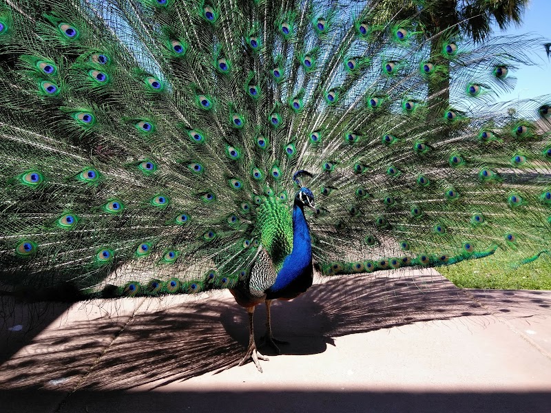 Sahuaro Ranch Park photo 2