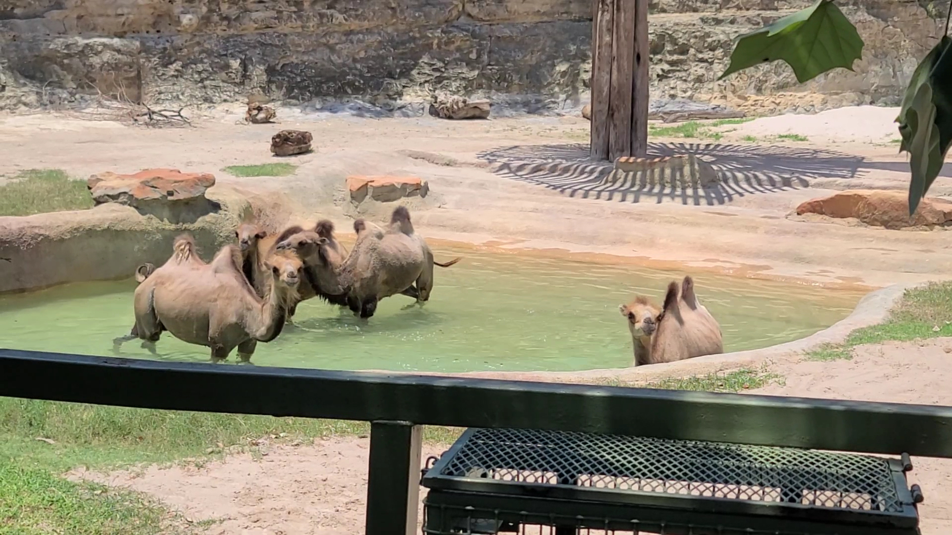 San Antonio Zoo photo 2