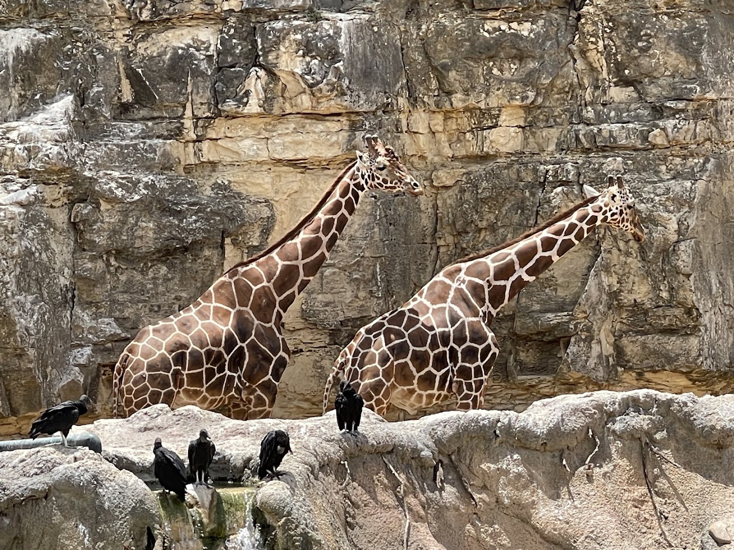 San Antonio Zoo photo 3