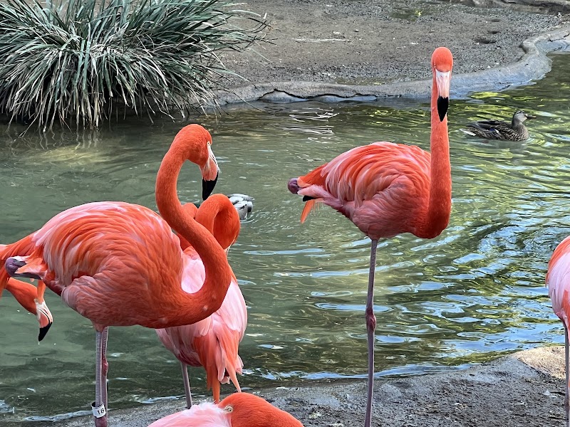 San Diego Zoo photo 3