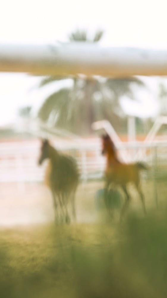 Sanam Stable photo 3