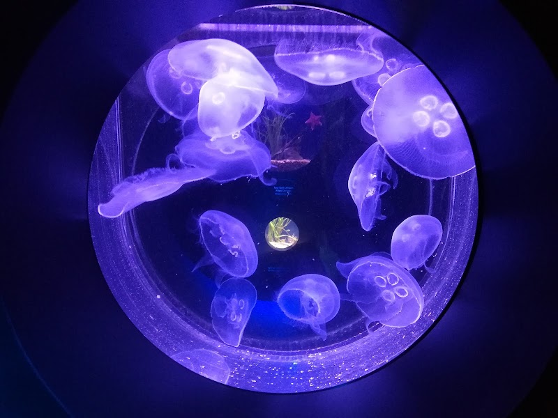 Santa Barbara Museum of Natural History Sea Center photo 3