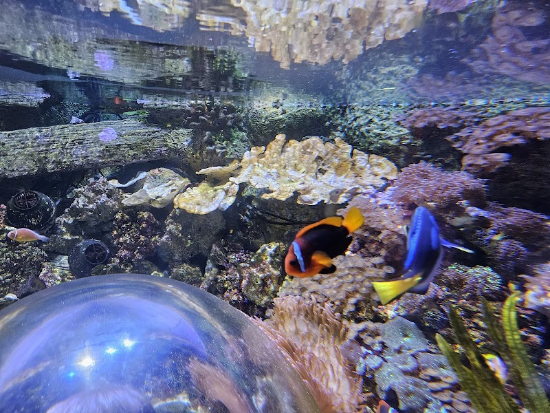 SEA LIFE Arizona Aquarium photo 2