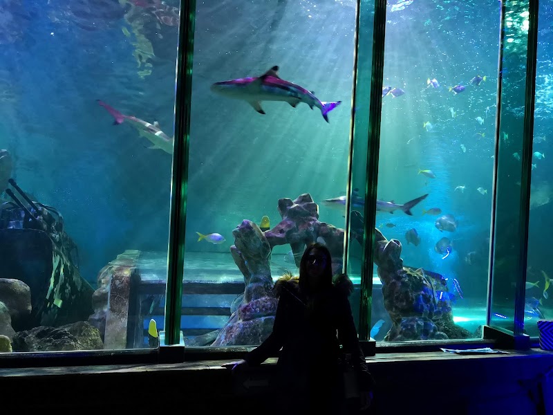 SEA LIFE Blackpool photo 2