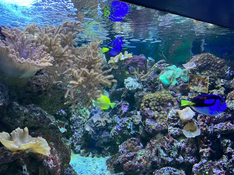 SEA LIFE Blackpool photo 3