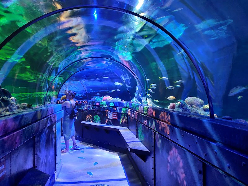 SEA LIFE Brighton photo 2