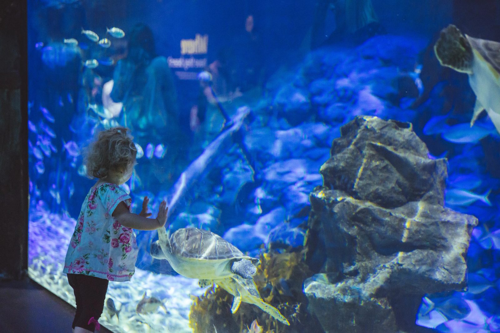 SEA LIFE Kelly Tarlton's Aquarium