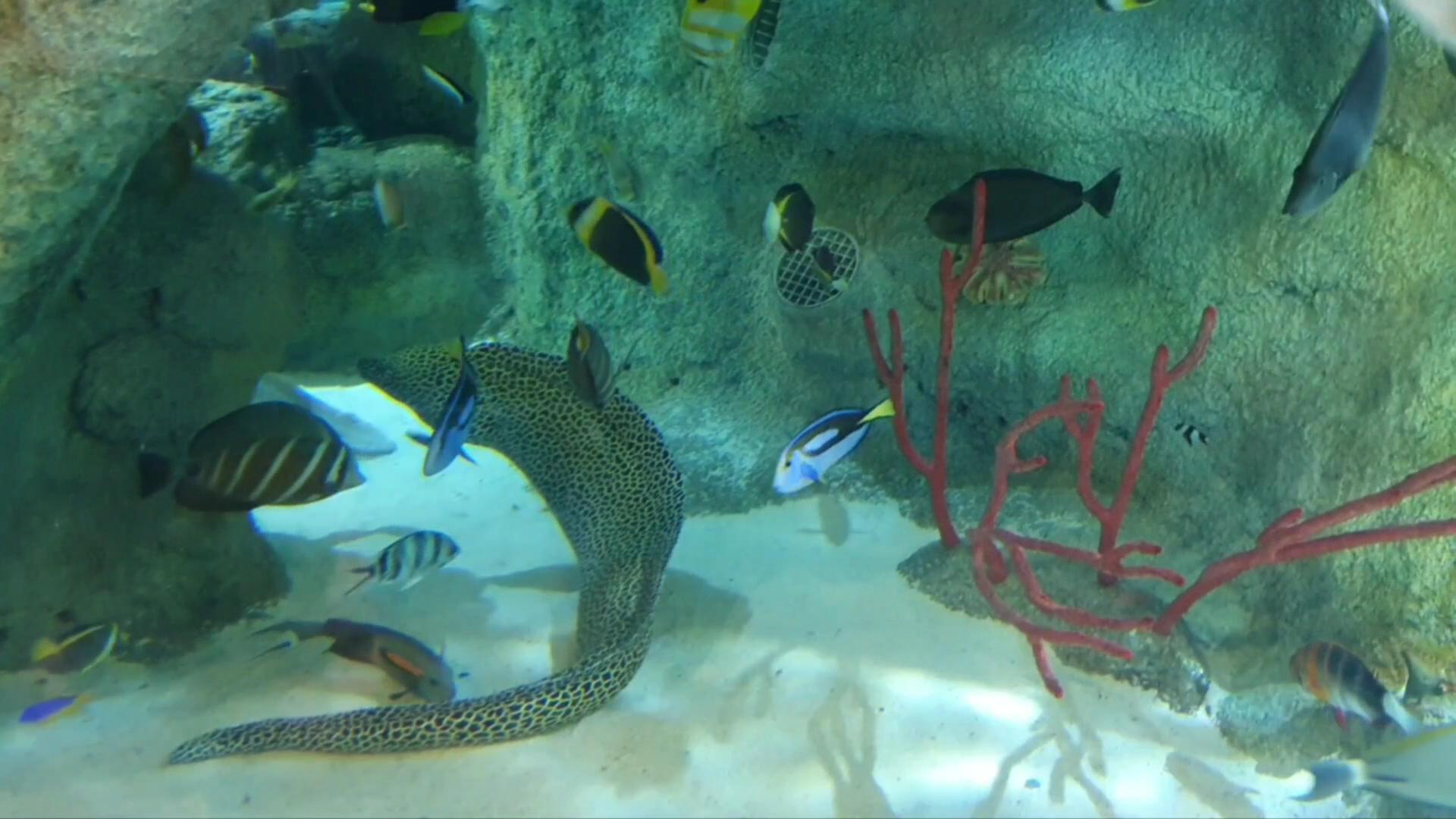 SEA LIFE Melbourne Aquarium photo 2