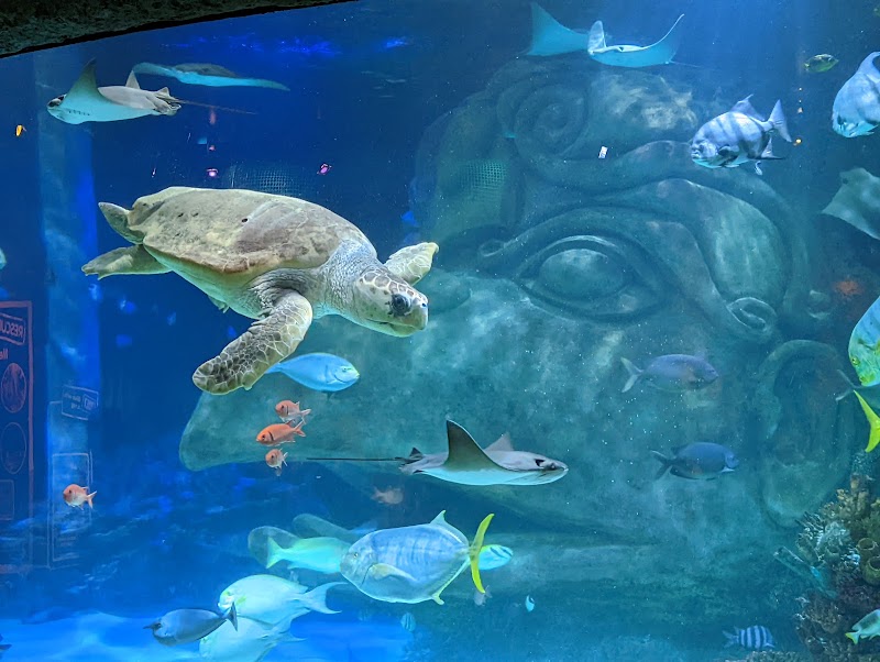 SEA LIFE Orlando Aquarium photo 3