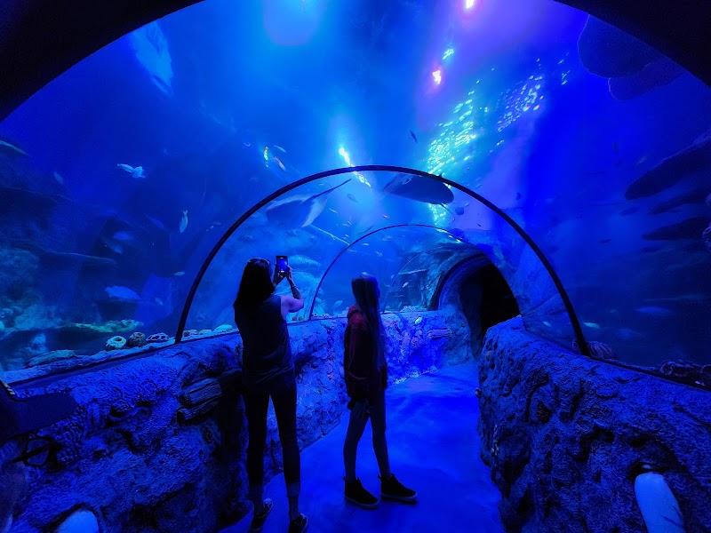 SEA LIFE San Antonio photo 2