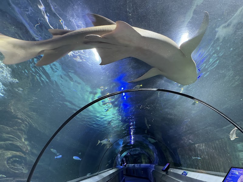 SEA LIFE Sunshine Coast Aquarium
