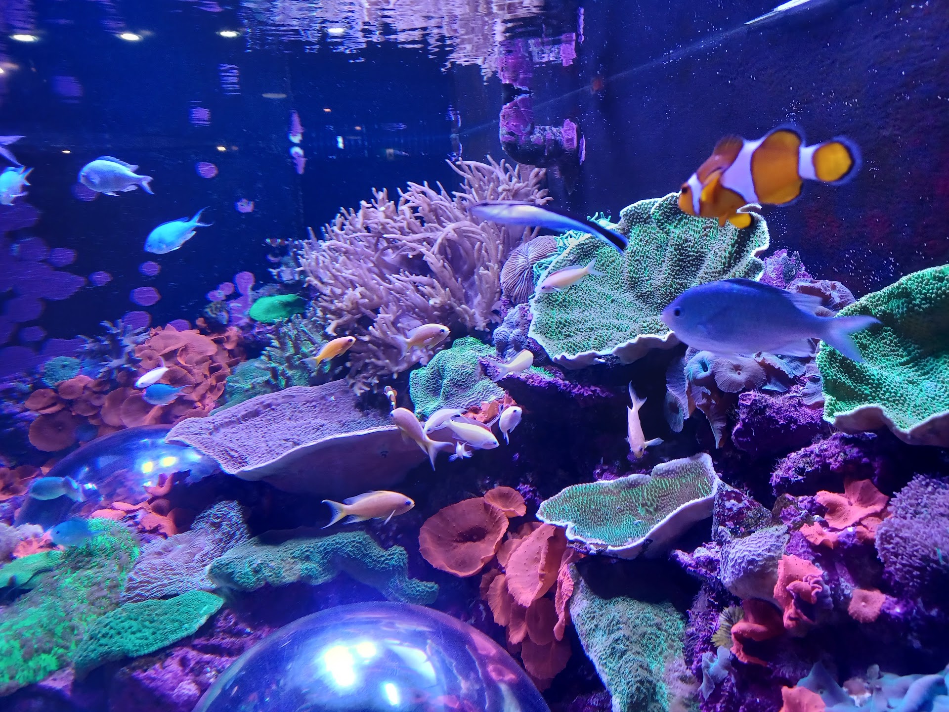 SEA LIFE Sunshine Coast Aquarium photo 3