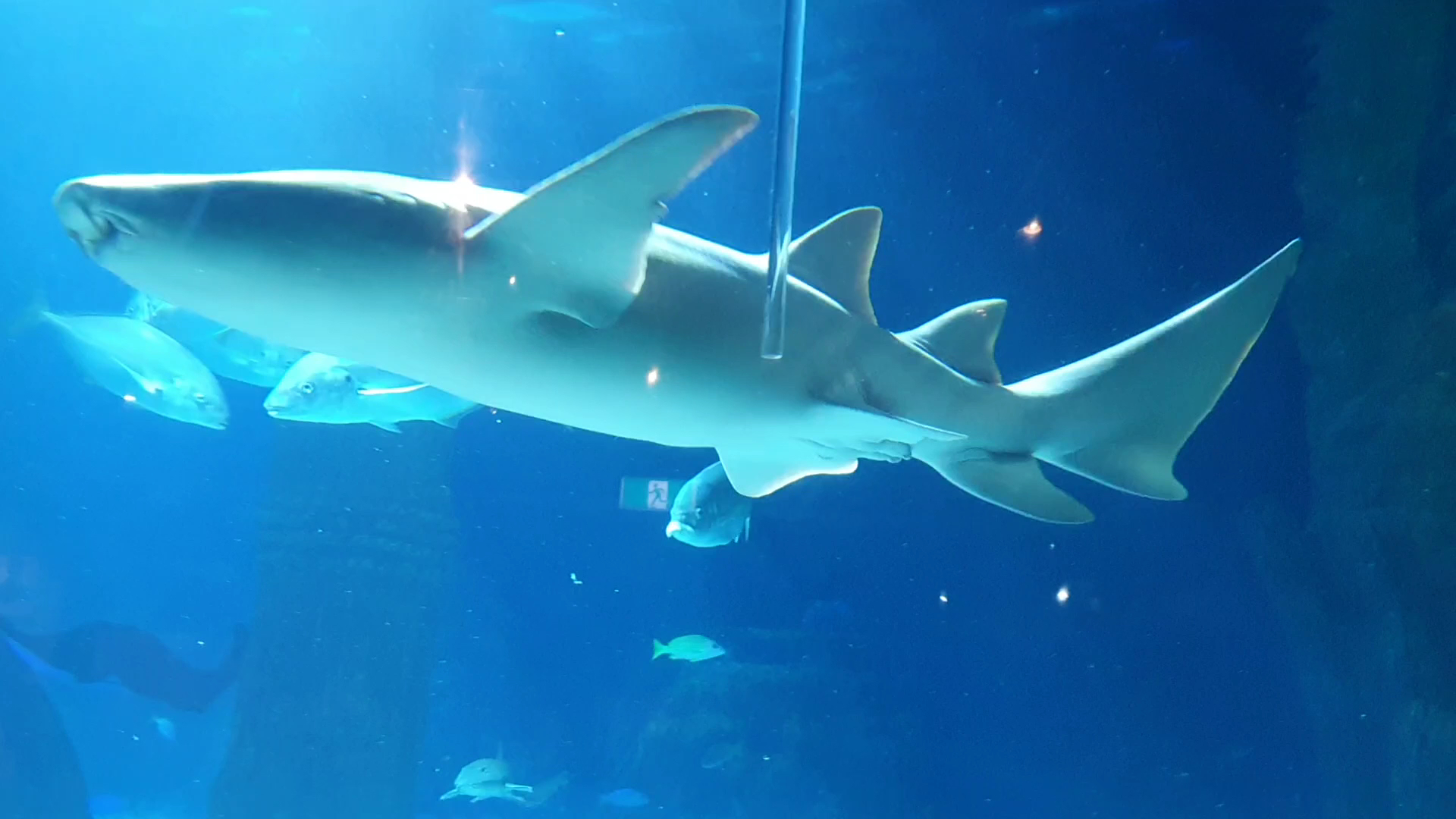 SEA LIFE Sunshine Coast Aquarium photo 2
