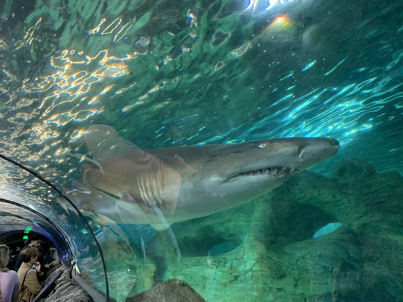 SEA LIFE Sydney Aquarium photo 3