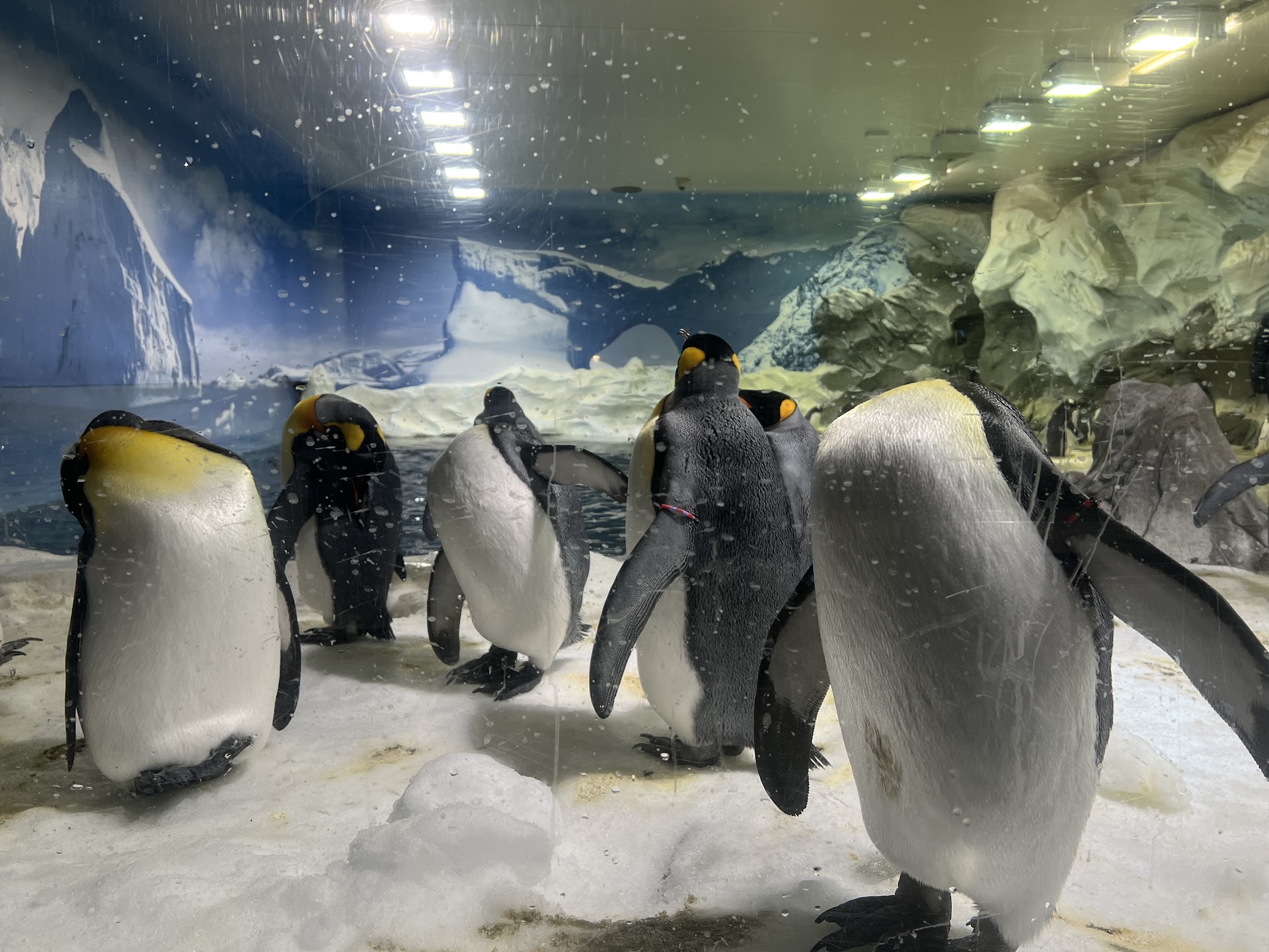 Sea World Gold Coast photo 3