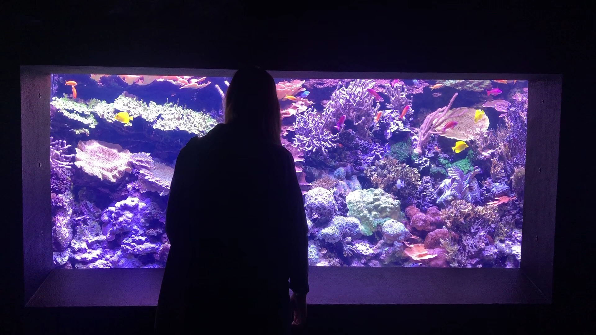 Seattle Aquarium photo 2